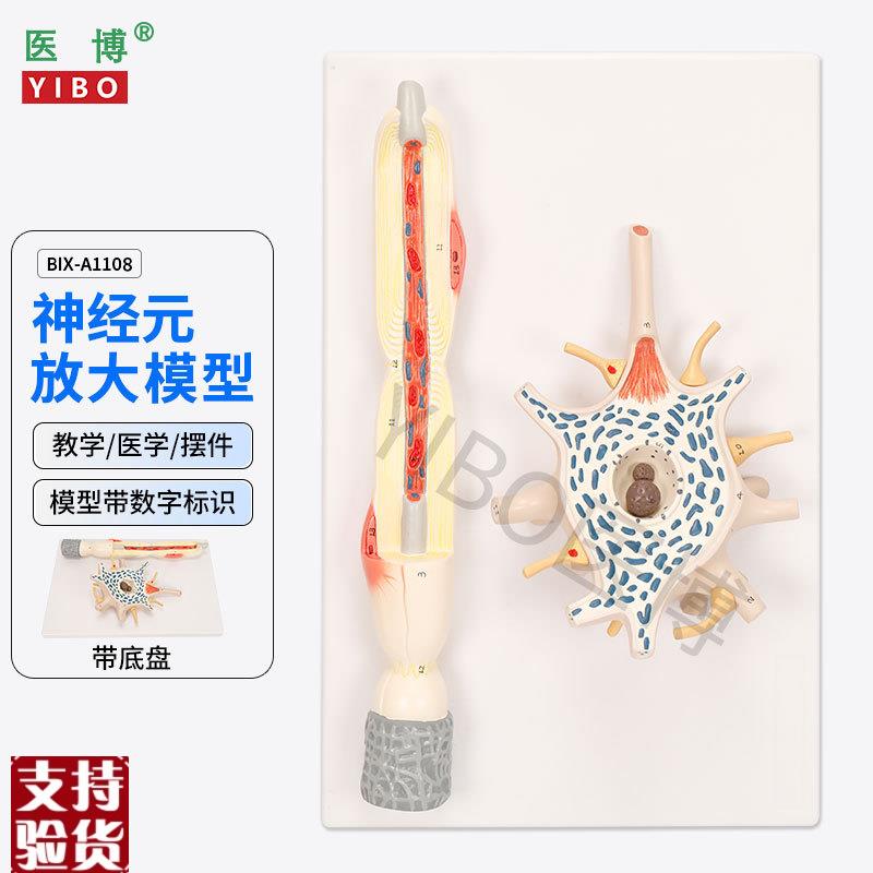 医博BIX-Ai1108神经元放大模型神经元胞体神经纤维结构放大模型
