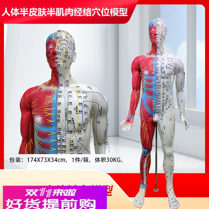 男性经络针灸穴位人体模型 经络按摩保健 半皮半肌肉针灸人178CM