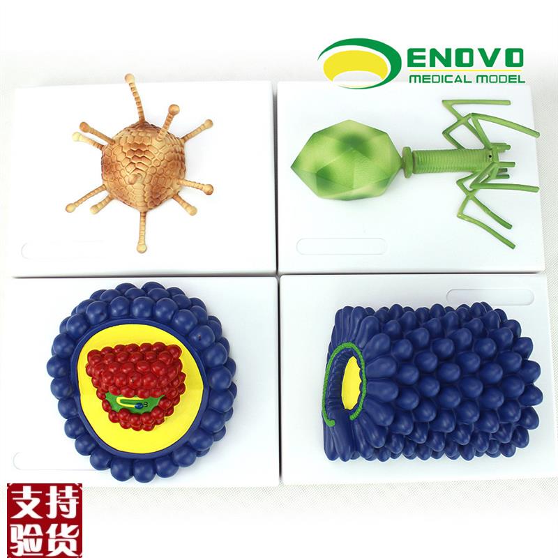 ENOVO正品微生物学病毒模型杆状病G毒腺病毒噬菌体病毒艾滋病毒学