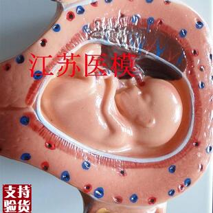 8件 妊娠胚胎模型 怀孕胎儿模型I 胎儿妊娠发育过程模型