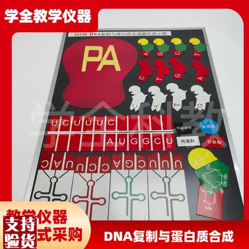 DNA复b制与蛋白质合成磁性演示块J3230磁板生物实验器材教学仪器