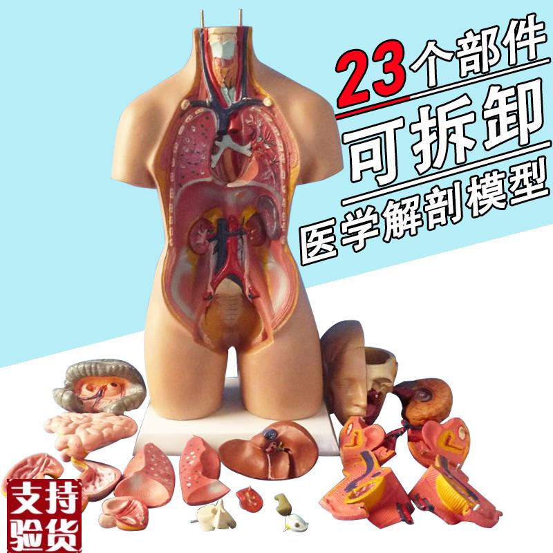 博科人体解剖模型器官可拆卸x医院用教学模型躯干系统结构图解剖