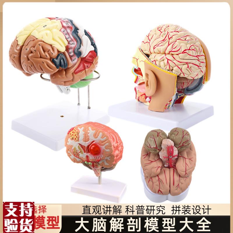 大脑解剖模型人体脑干功能区分人脑神G经脑干结构分区医学教学用