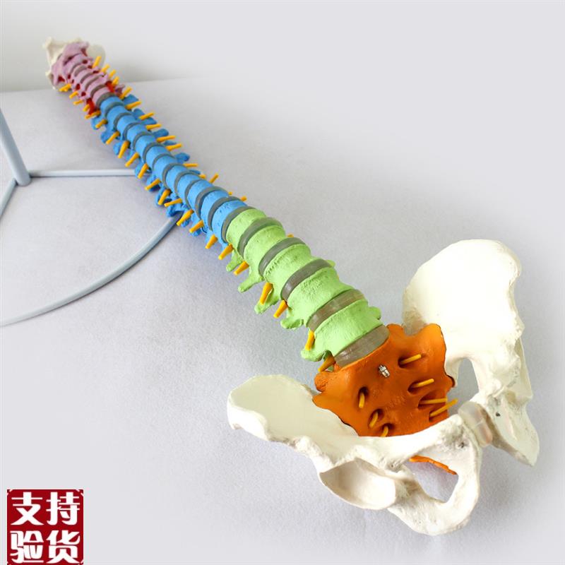 ENOVO颐诺医j学人体教学脊柱模型正骨手法练习脊椎脊柱骨骼模型中
