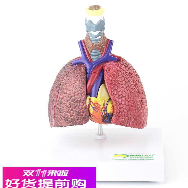ENOVO颐诺 人体心肺疾病演示模型正常肺 吸烟肺支气管炎心脏病理