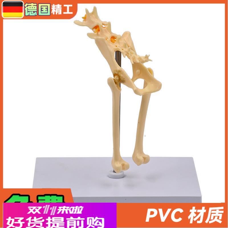 德国】1比1猫骨盆模型 猫骨骼 腰椎尾骨脊柱神经教具 宠物医院展