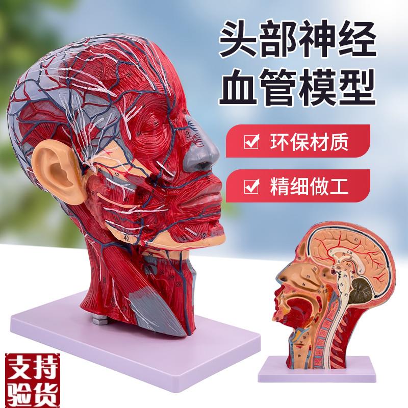 人体头骨带肌肉神经o血管模型型美容面部神经微整形头部医学解剖