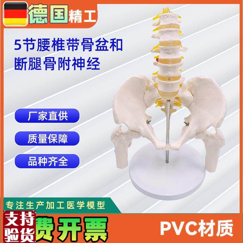 5节腰椎带骨盆和断腿骨附神经人体骨骼模型24*20.*30CM