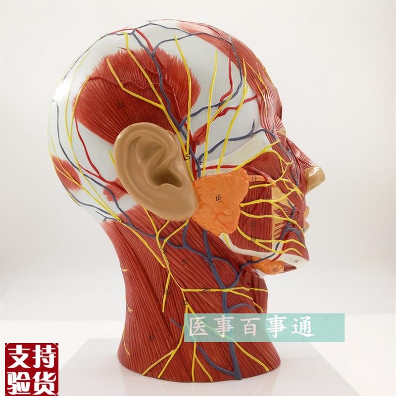 头浅表模型神经血l管模型头部矢状剖面切面附血管神经微整形模型
