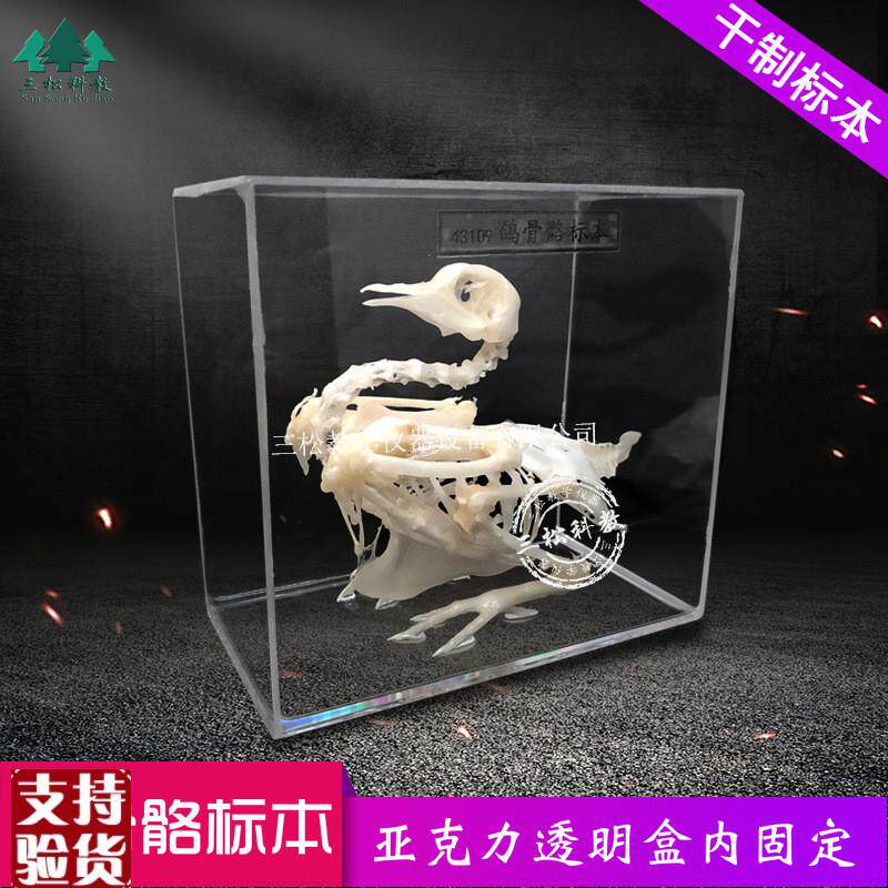 鸽子骨骼标本鸽子m骨架子拼接教具教学展厅科研农业展馆解剖研究