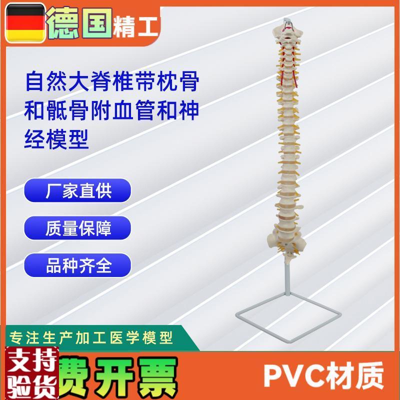 人体自然大脊椎模型合集人体骨骼模型教Z学演示用品