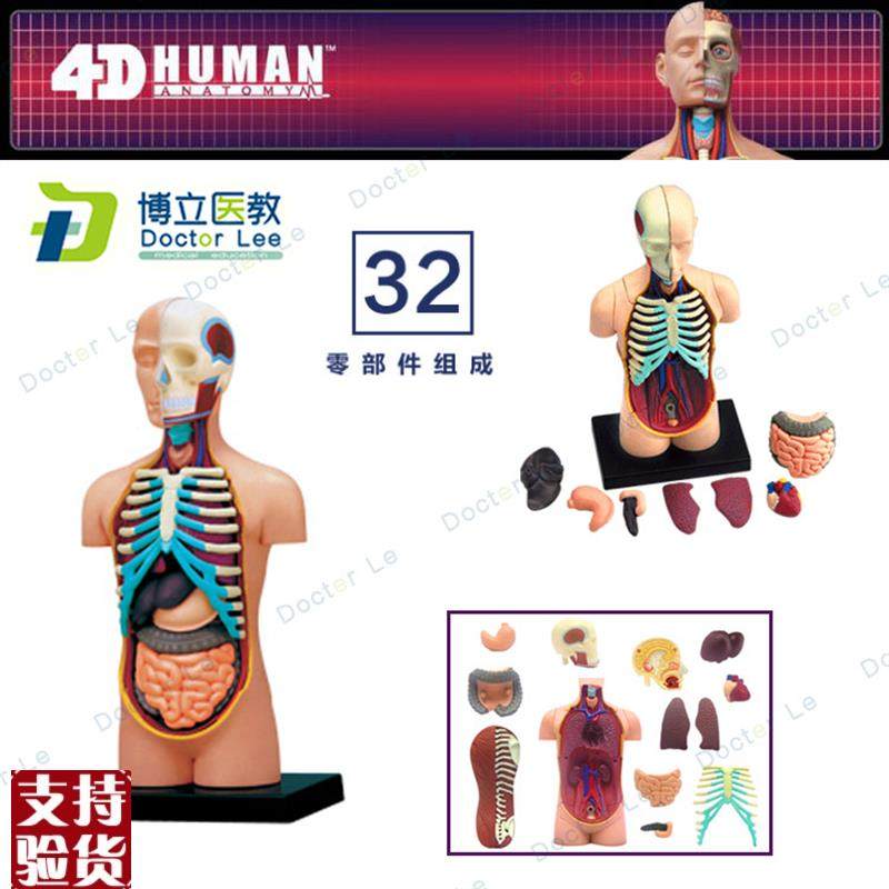 人体器官解剖拼装模型大脑内脏肌肉骨骼医学教I学DIY玩具4DMASTER