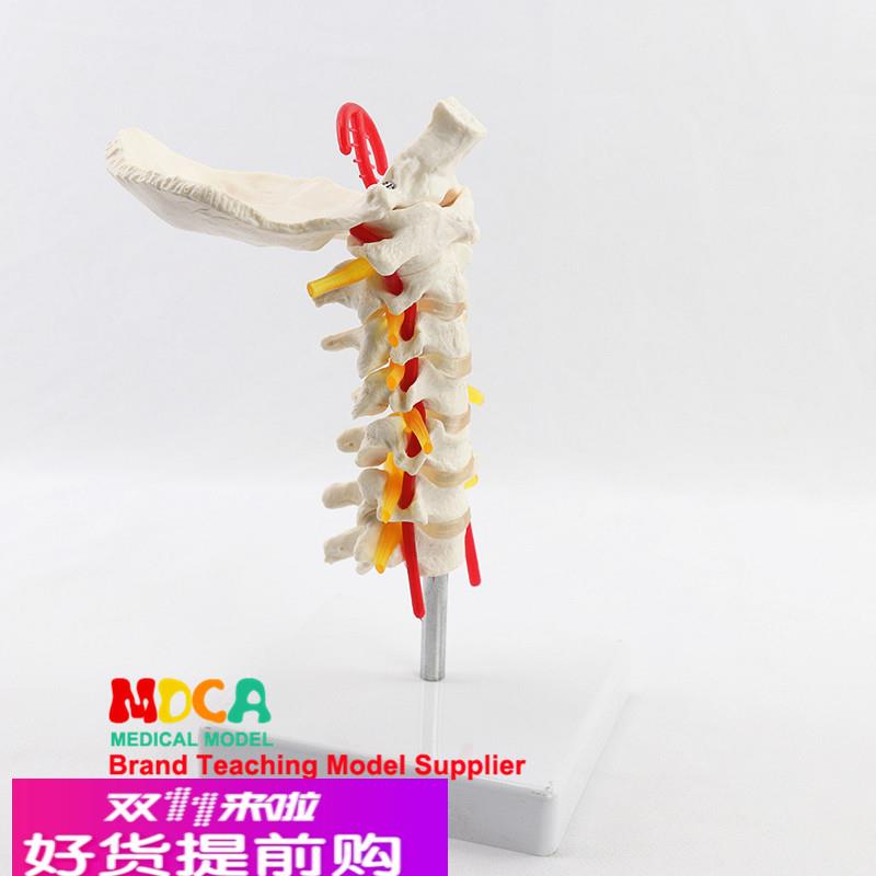 枕骨脊神经颈椎模型骨科人体脊柱模型医用医学教学 MGJ006