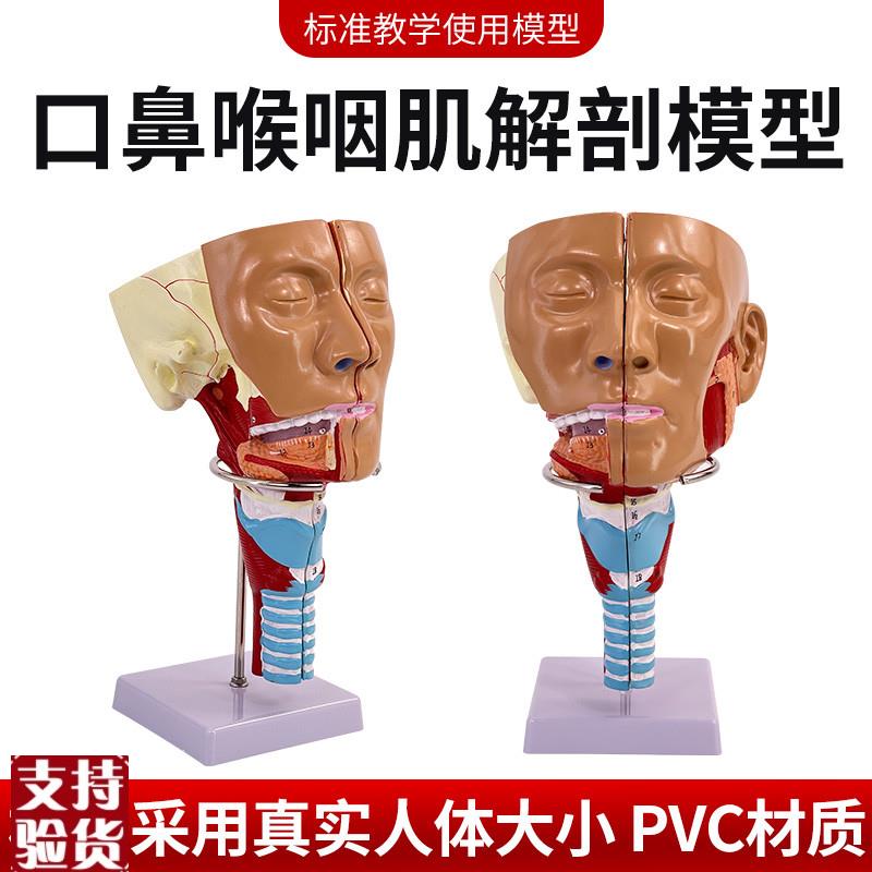 医学鼻咽喉气管咽肌解剖模型x环咽肌会吞咽障碍康复教学演示模型