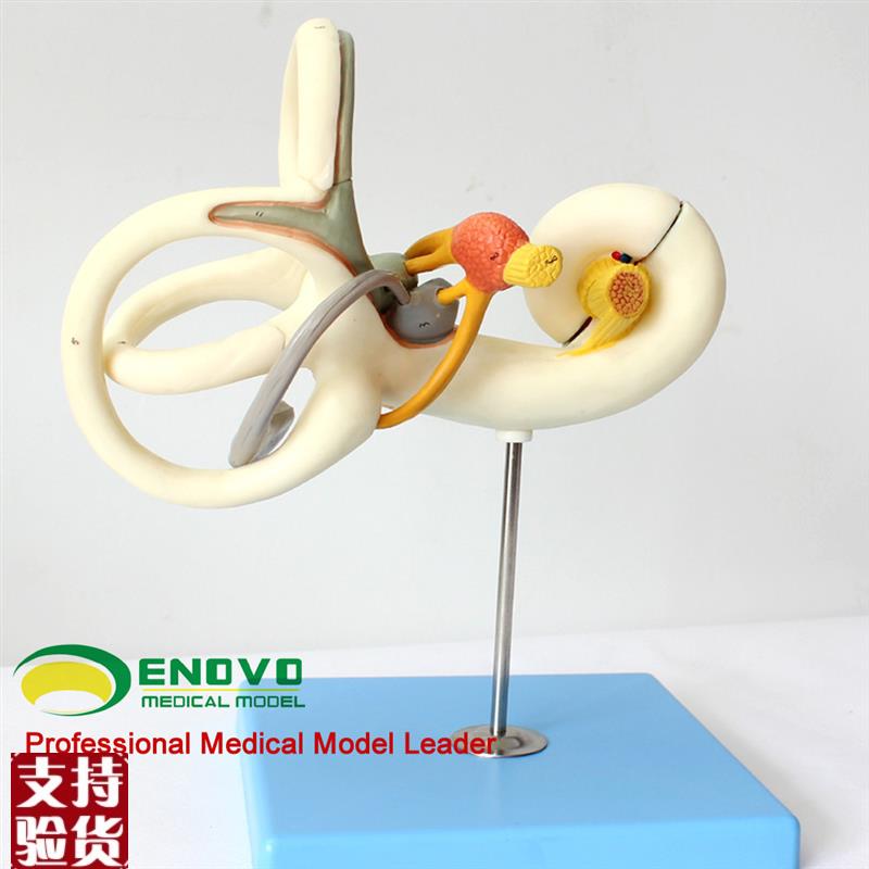 颐诺正品人体内耳迷路放大模型听觉系统耳O鼻喉科医患沟通教具