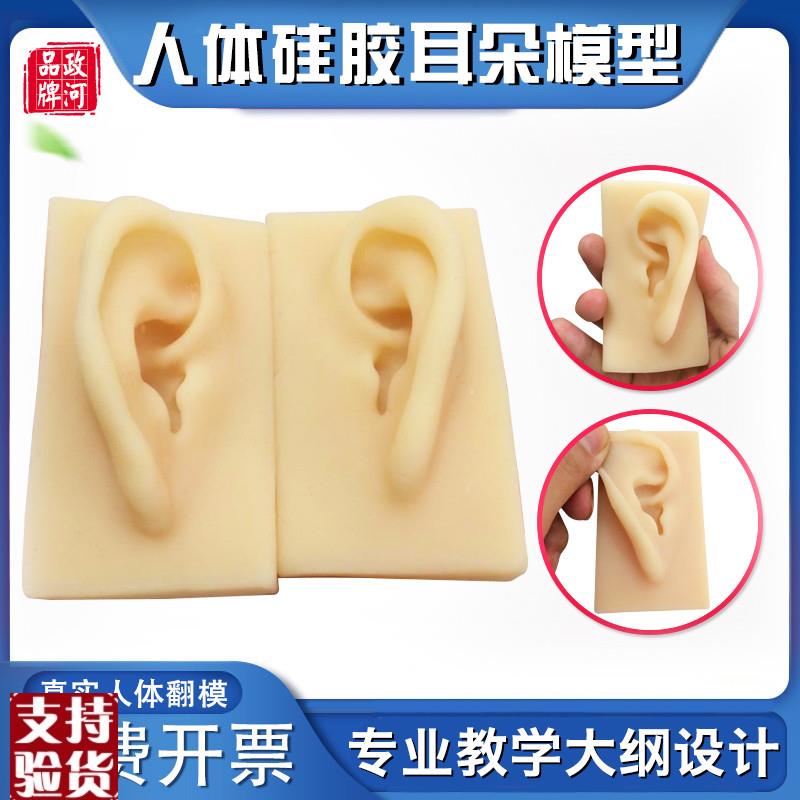 政河硅胶耳朵模型微整容整型练习模具G医院耳鼻喉科展示人体教学