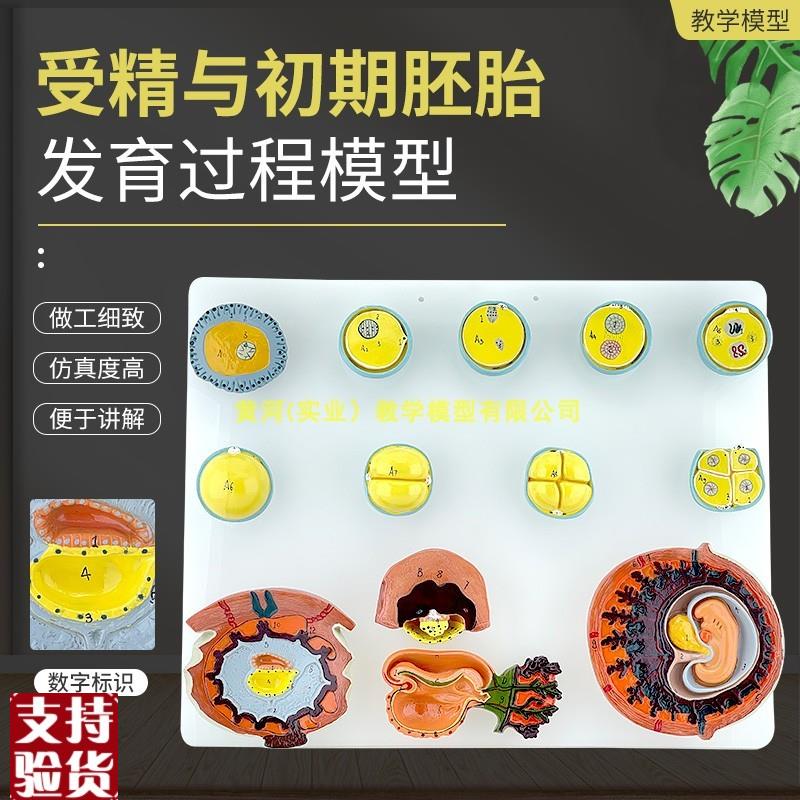 人体受精与初期胚胎发q育过程模型组织胚胎受精卵胎盘卵泡胚胎