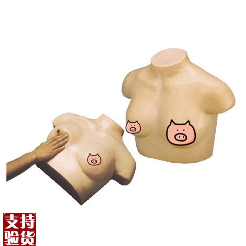 F7B高级q乳腺视诊与触诊模型