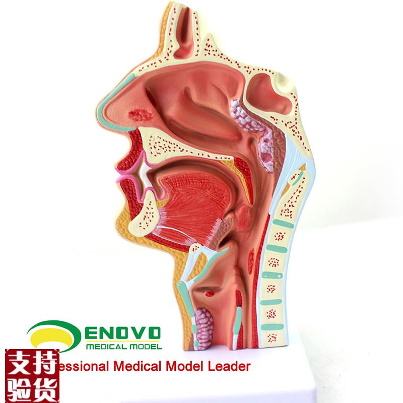 ENOVO颐诺人体鼻腔咽喉疾x病解剖模型鼻咽腔病理模型耳鼻喉科医