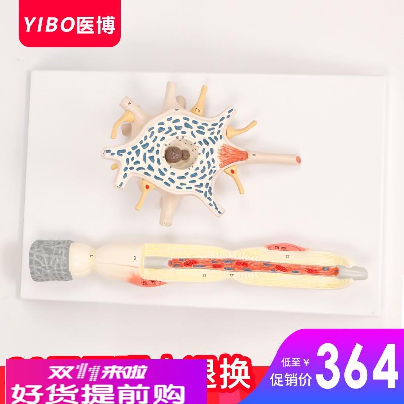 神经元放大模型 神经元胞体 神经纤维结构放大模型