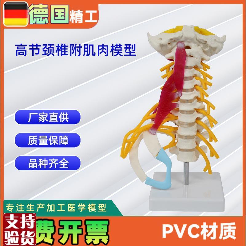 高级颈椎附肌肉模型仿真人体颈P椎医学展示模型