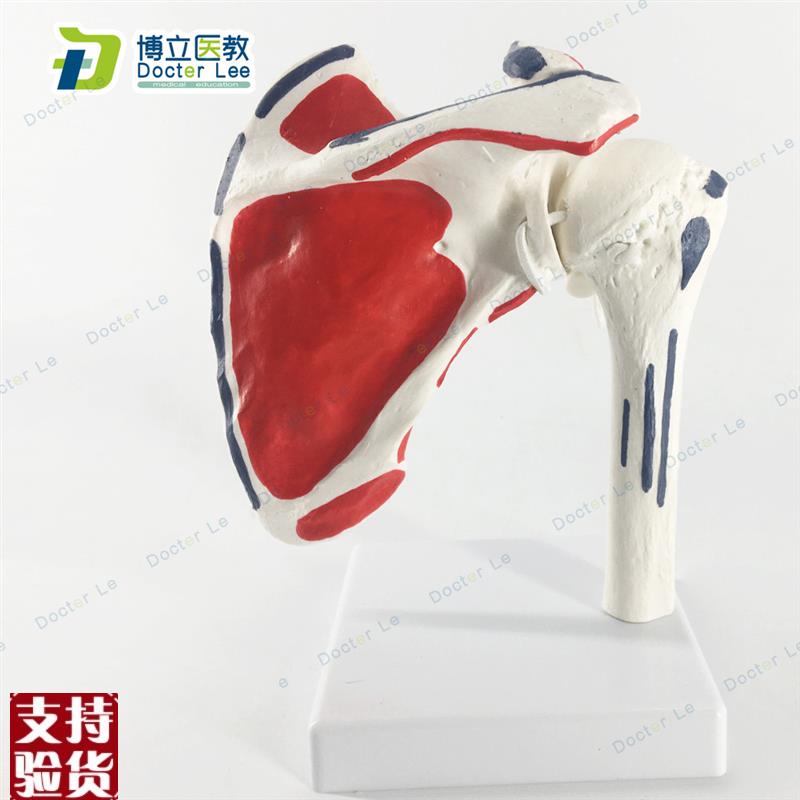 1:1自然大肩关节模型肩关节带韧带模型肩胛骨T模型可拆卸2部件