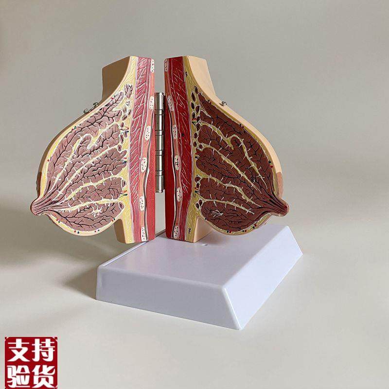 乳房解剖模型哺乳期产后月子护理催乳师技K校培训病理乳模妇科子,玩具/童车/益智/积木/模型,其他模型玩具,淘宝优惠券,粉丝福利购,淘宝优惠卷