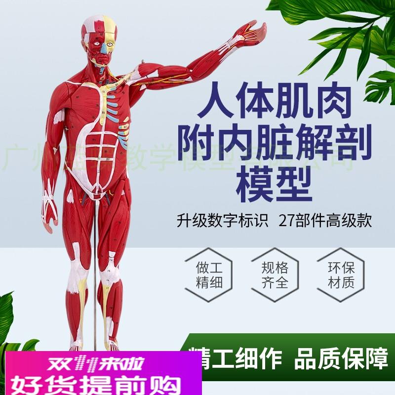 人体全身肌肉解剖模型可拆卸27件 人体肌肉内脏解剖构造演示教具
