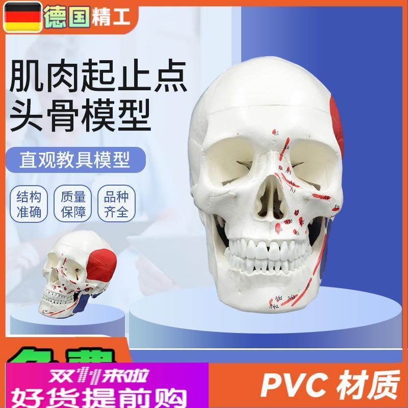 德国】可拆肌肉头骨模型1比1头颅骨解剖口腔教学人体医学教学模具