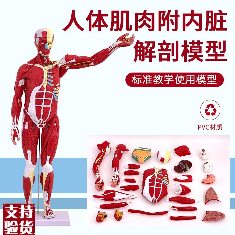 80CM人体全身肌肉解剖模型可拆卸27I件医用人体肌肉解剖教学模型