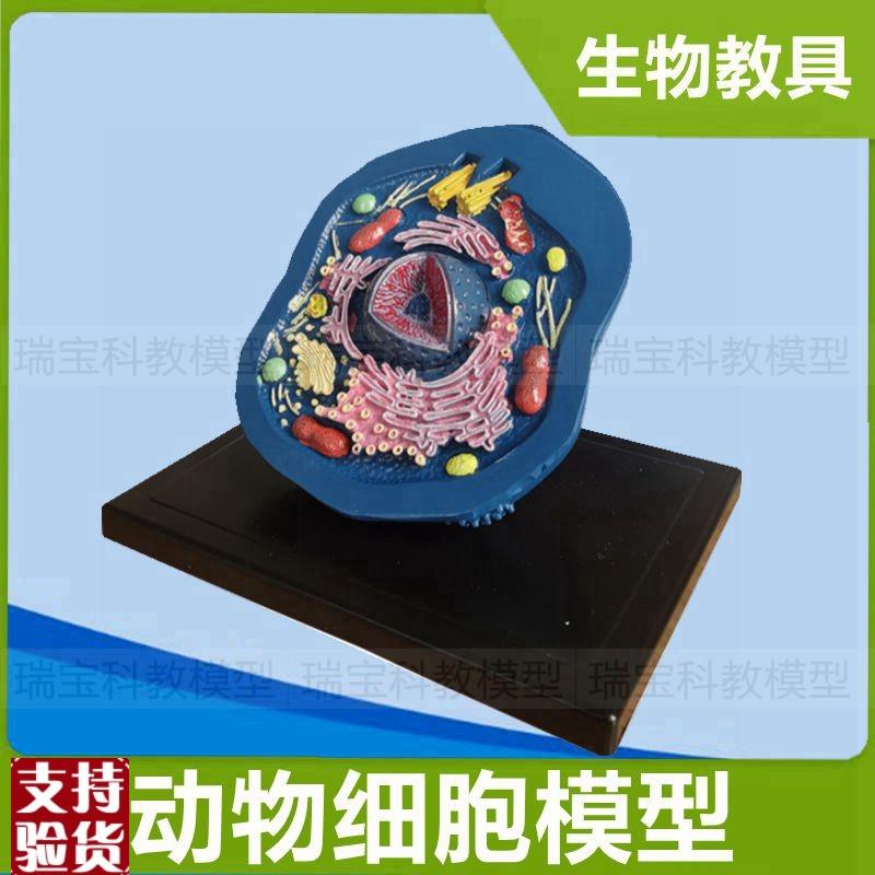 动物细胞模型线粒体m细胞核动植物细胞比较生物课实验仪器中学教
