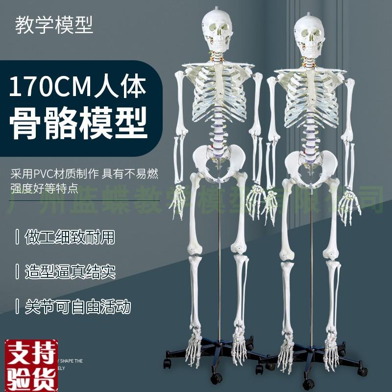 成人一比一人体骨骼m模型骨架人体模型小白骷髅教学脊椎全身180cm