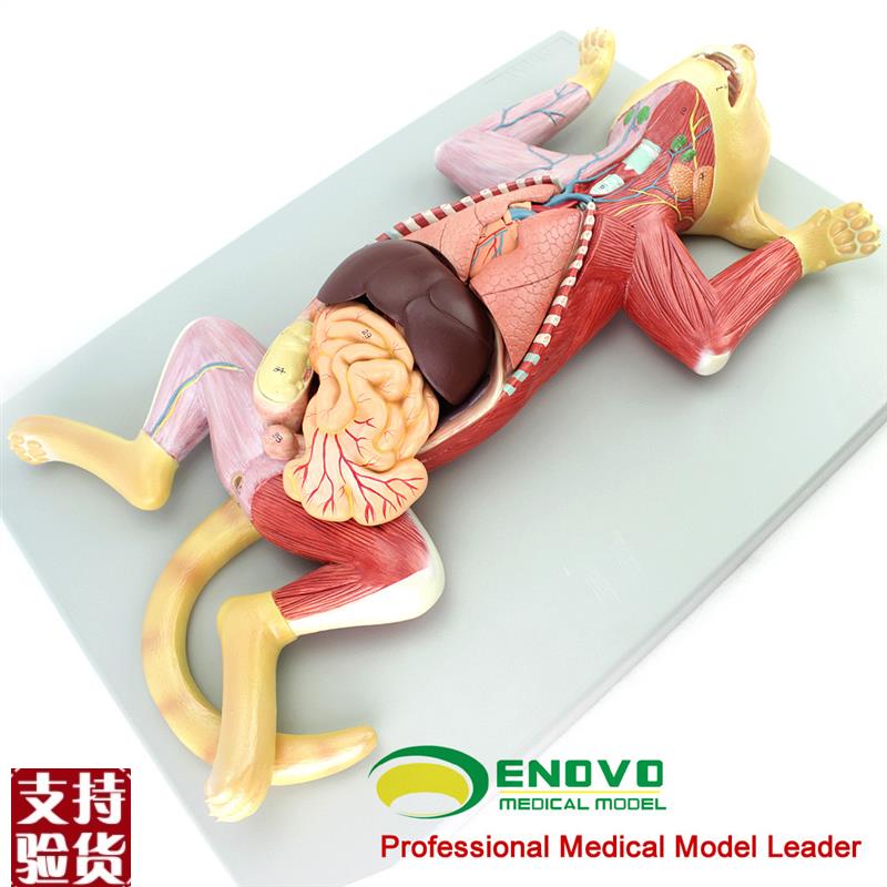 ENOVO颐诺猫解剖模型宠物器官内脏肌肉神经猫的解剖结Z构生理习性