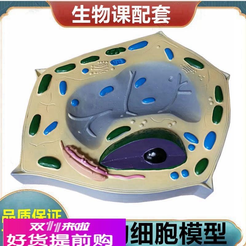 植物细胞模型 细胞器 叶绿体 中学生物课展示 植物根尖 芽 胚发育