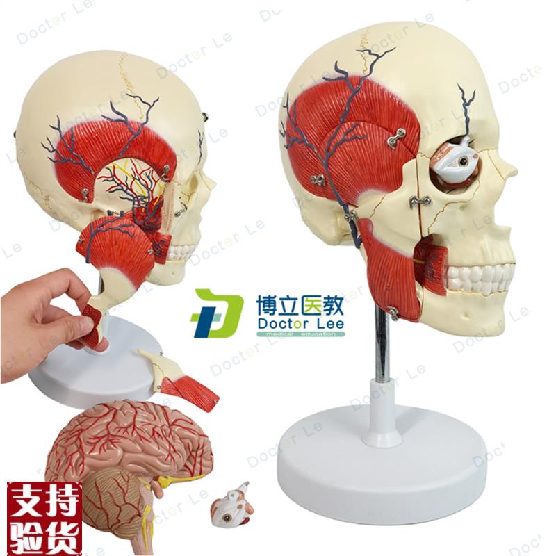 人体咀嚼肌模型颌面部肌v肉神经咬肌颞肌三叉神经脑解剖模型