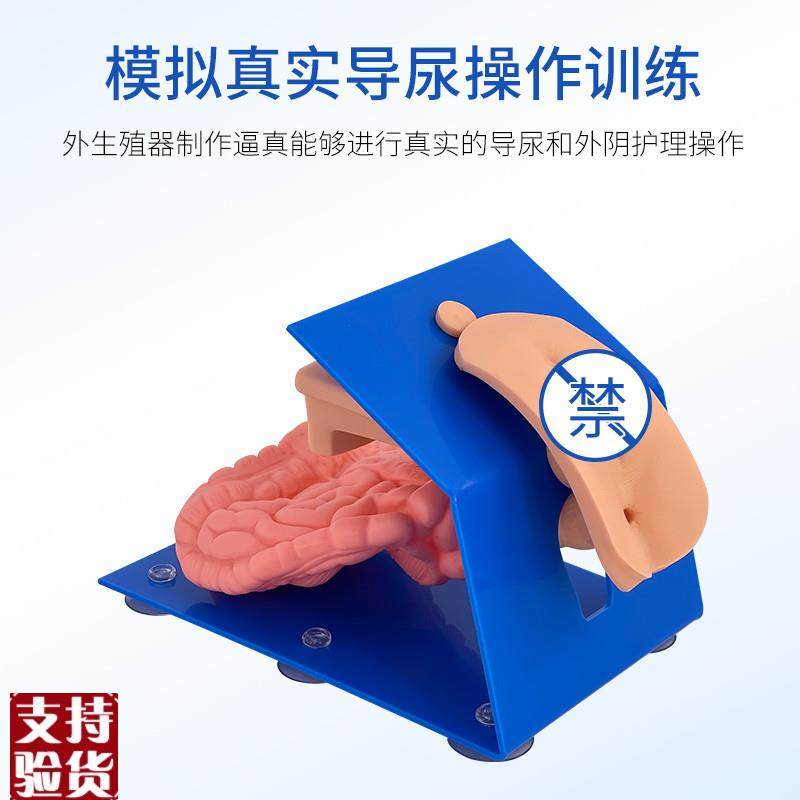 实习护理模型导尿模型生殖解剖教具高级着装式男Y性导尿模型