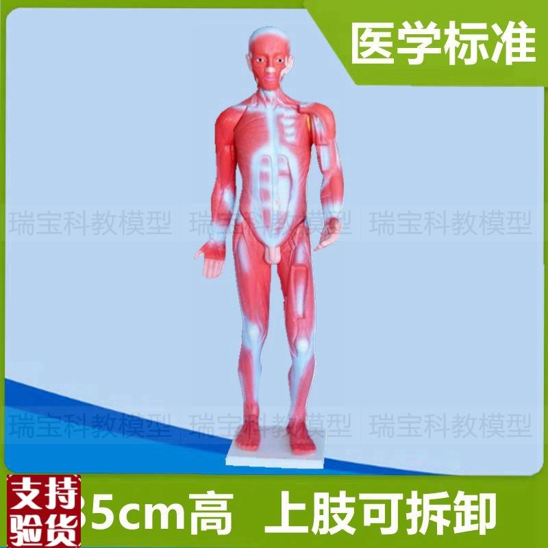 人体肌肉模特躯干模型标识全身肌肉解剖I医用教具运动健美素描画