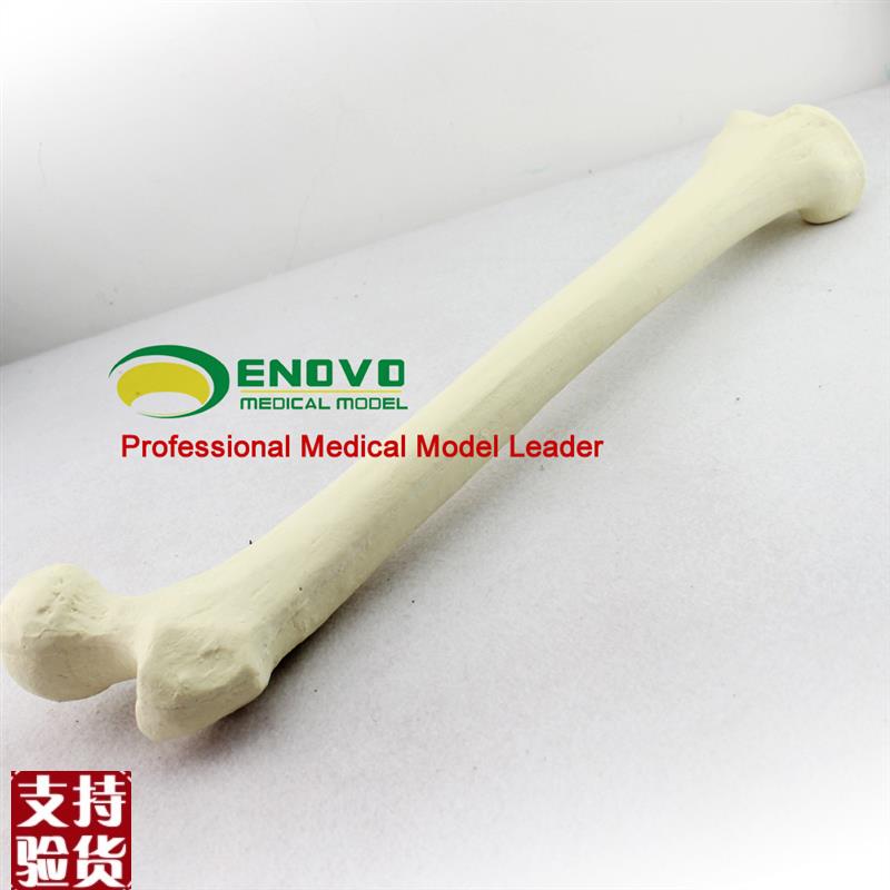 ENOVO颐诺仿真股骨o模型生物力学Sawbone人工皮质骨松质股骨模型