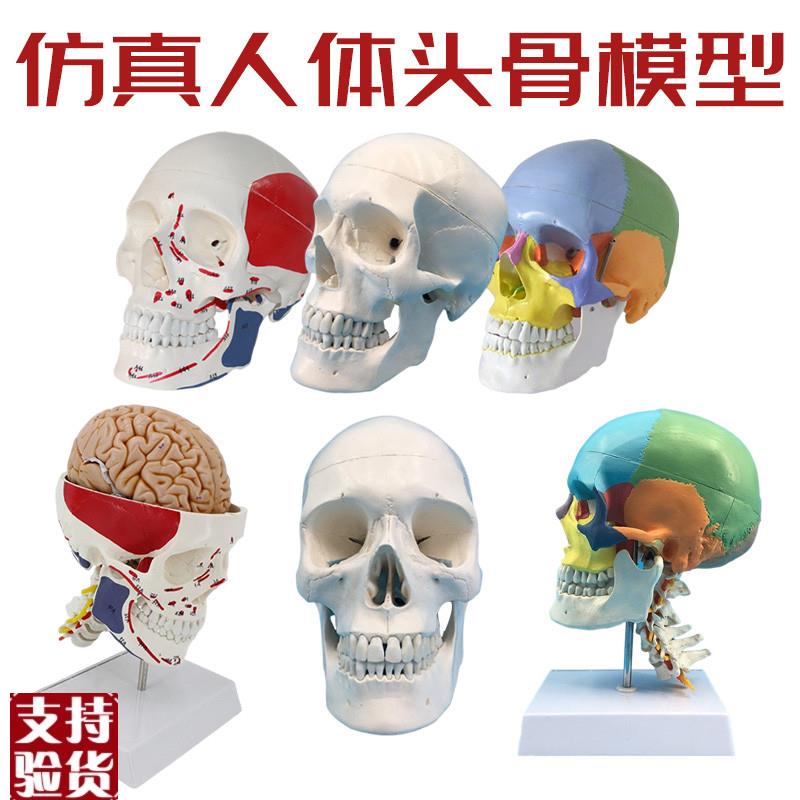 成人11头颅骨解剖标本医学仿真人体头骨模O型可拆卸彩色骷髅头