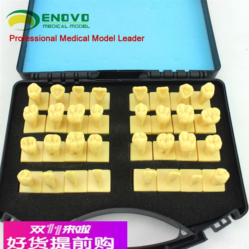 ENOVO颐诺 口腔3倍雕牙指导模型 牙颌面口腔教学牙体形态解剖雕刻
