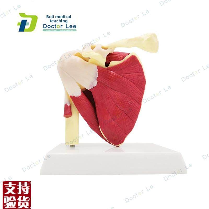 天然大肩关节及肌肉o模型人体解剖学骨架模具教学韧带肌腱标本,玩具/童车/益智/积木/模型,其他模型玩具,淘宝优惠券,粉丝福利购,淘宝优惠卷