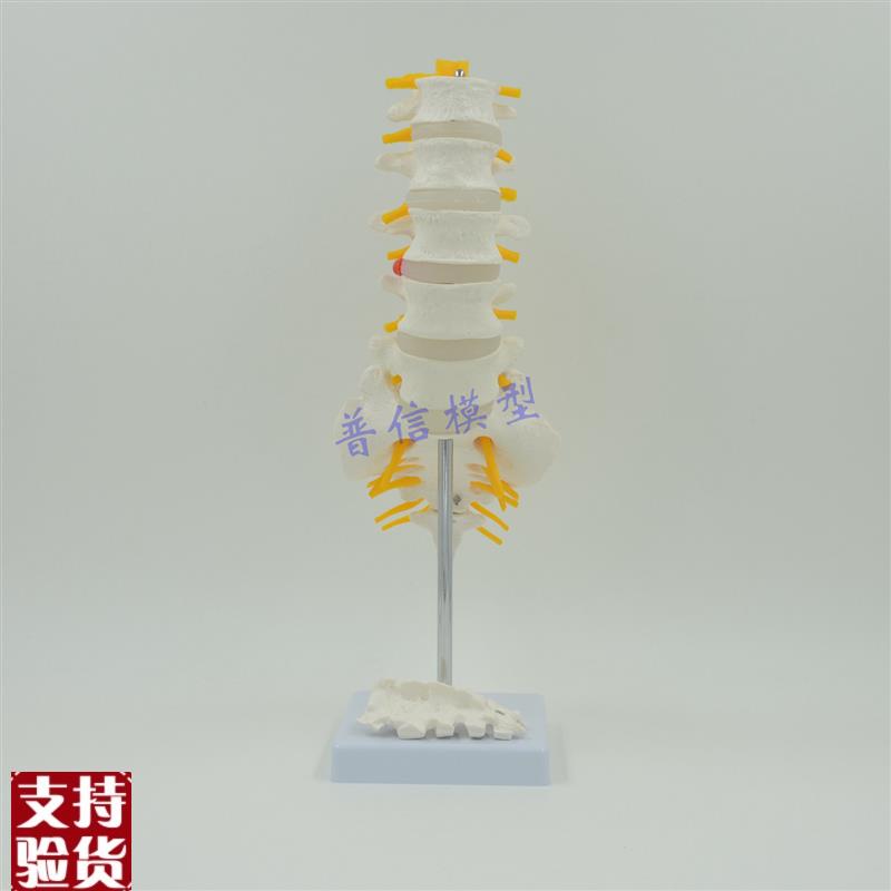普信腰椎带e尾椎脊神经模型骨骼骨架模型脊椎解剖模型尾骨可视