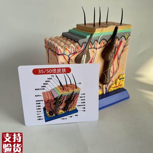 50倍人体c皮肤组织结构放大解剖模型医学美容整形立体皮肤模型