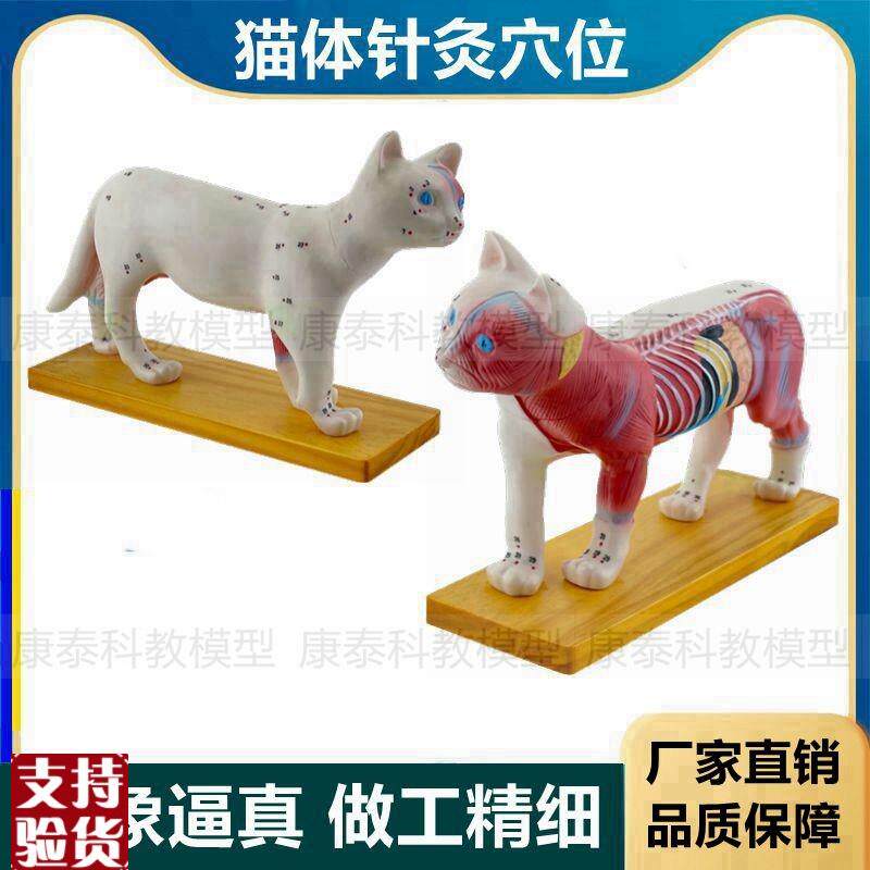 猫解剖模型皮肤针灸穴位内脏肌肉犬牛猪模型马P畜牧兽医教学宠物