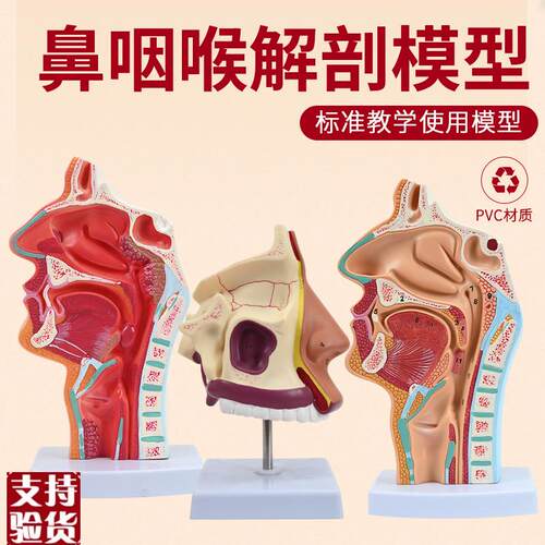 教学人体鼻腔解剖模型耳鼻喉科医学鼻子口腔Q鼻咽喉结构鼻部结构