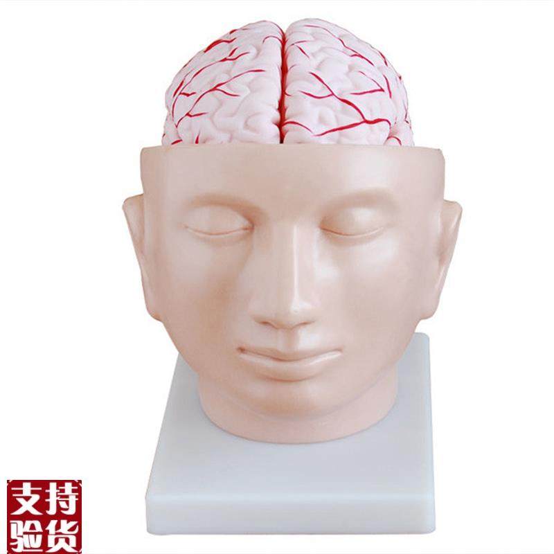 人体头部解剖附脑和r动脉模型医学示教标本颅脑教学模具,文具电教/文化用品/商务用品,模拟人,淘宝优惠券,粉丝福利购,淘宝优惠卷