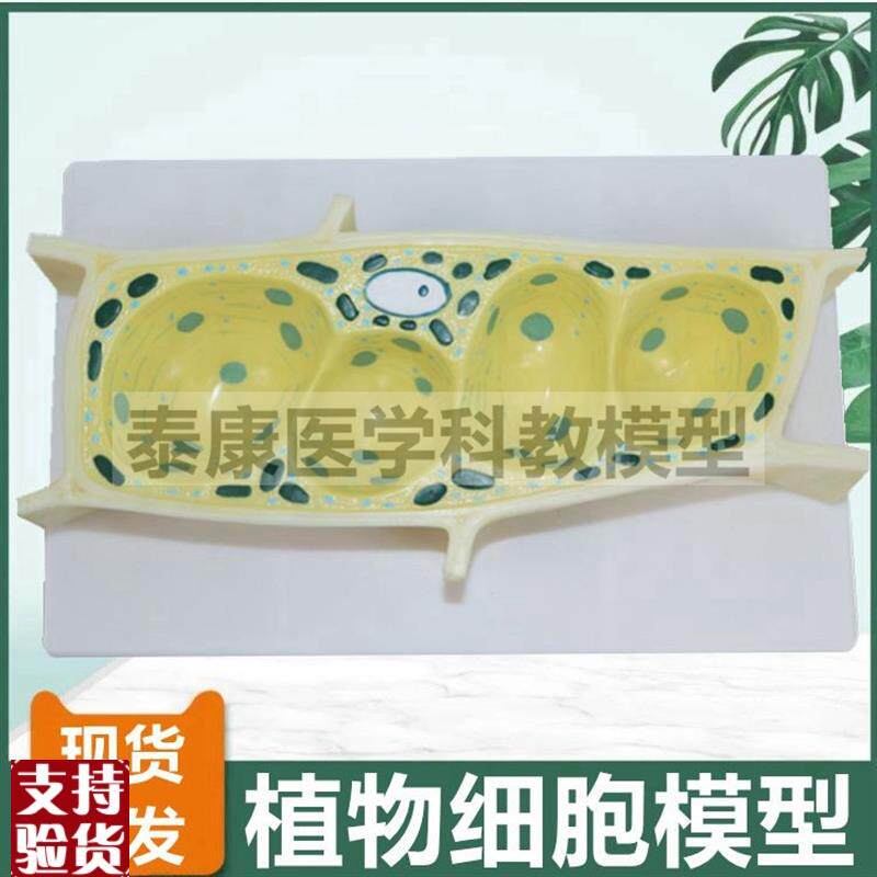 植物细胞模型叶绿体细胞膜动植物细胞对比生物课T配套细胞核线粒