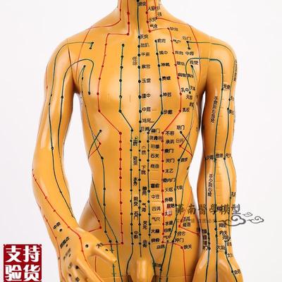 中医针灸穴位图人体模型50cmA男模型清晰经络小人体针灸穴位模型