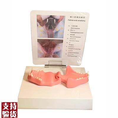 猫牙齿口腔d病理宠物医药促销礼品兽医教学模具猫科动物头颅骨上