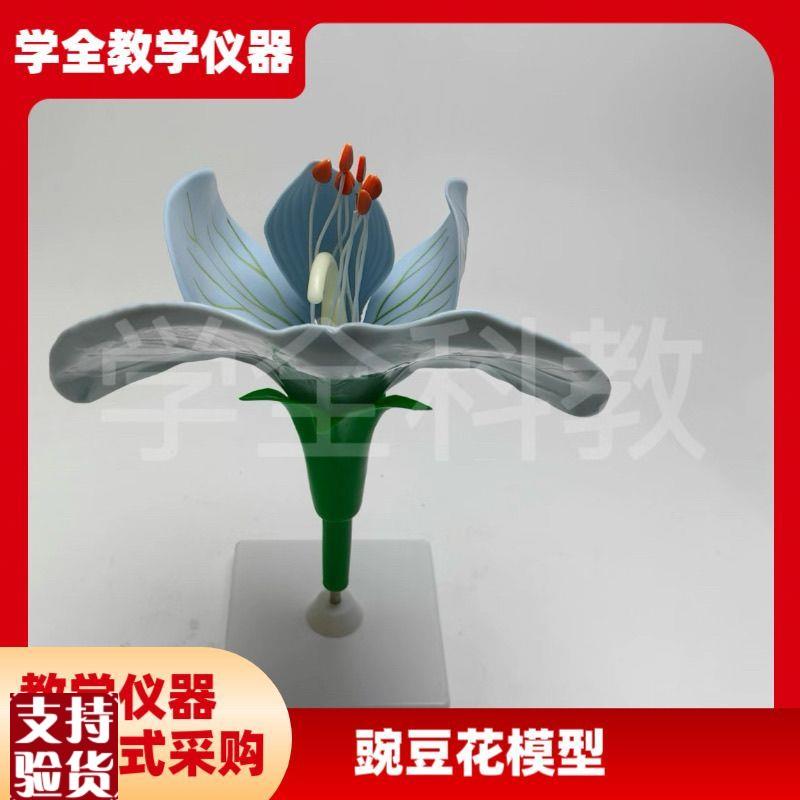 豌豆花放大模型h可拆卸子房解剖双子叶植物花高中生物教具园艺观